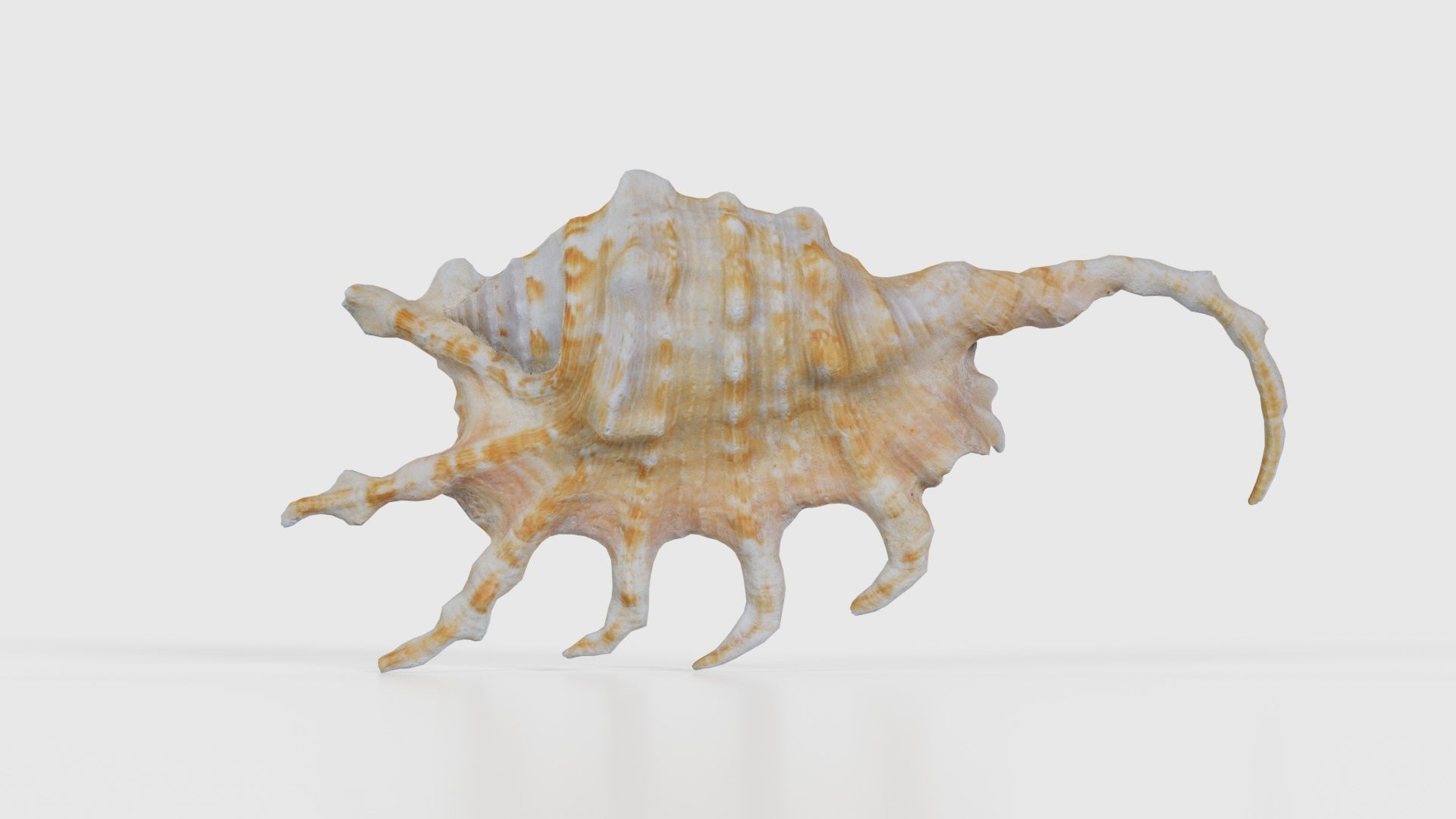 Strombidae Lambis Scorpius Indomaris Seashell Low-poly 3D model_21