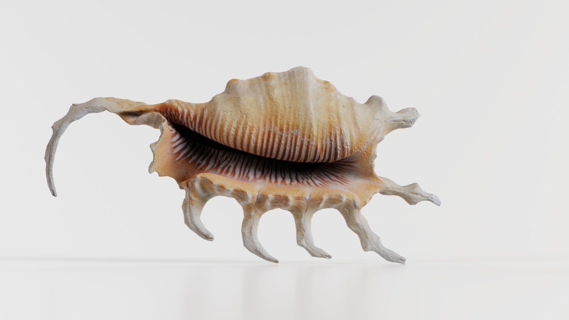 Strombidae Lambis Scorpius Indomaris Seashell Low-poly 3D model_8