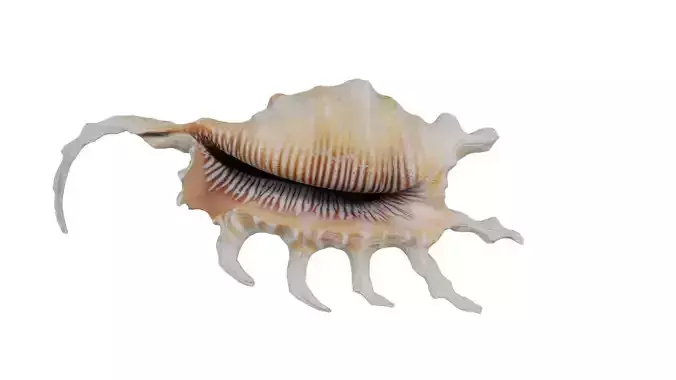 Strombidae Lambis Scorpius Indomaris Seashell Low-poly 3D model Strombidae Lambis Scorpius Indomaris Seashell Low-poly 3D model
