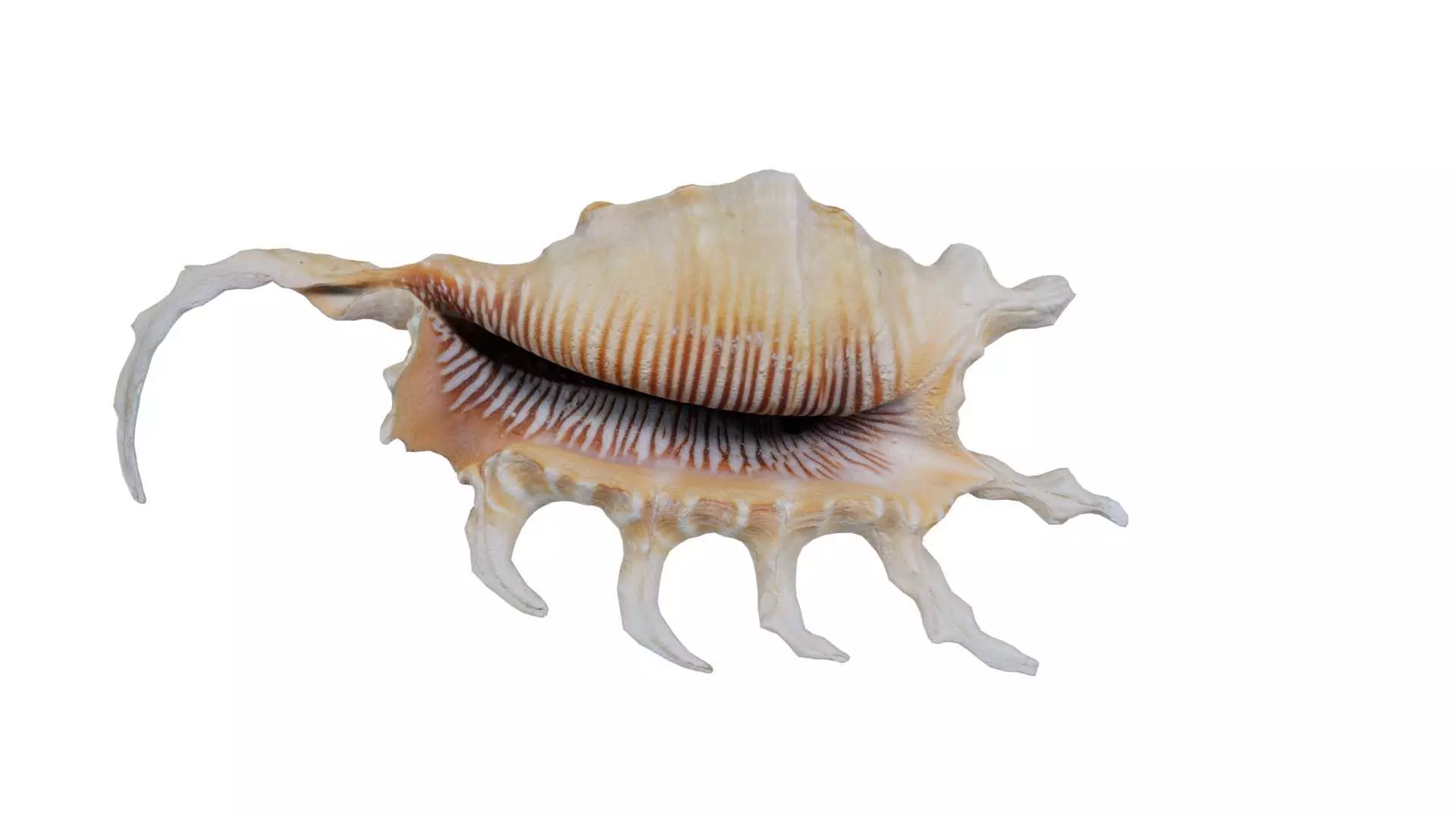 Strombidae Lambis Scorpius Indomaris Seashell Low-poly 3D model_0