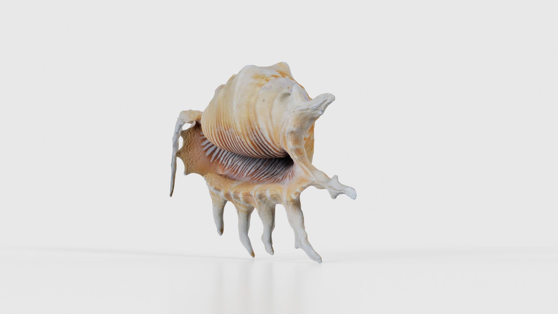 Strombidae Lambis Scorpius Indomaris Seashell Low-poly 3D model_25
