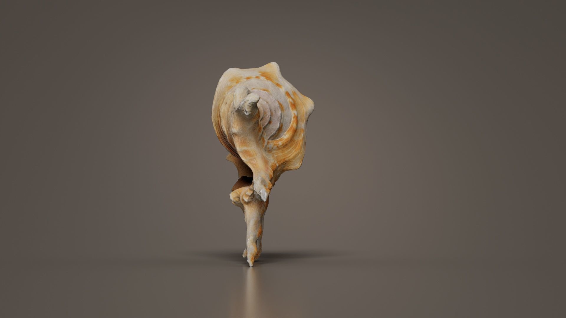 Strombidae Lambis Scorpius Indomaris Seashell Low-poly 3D model_2