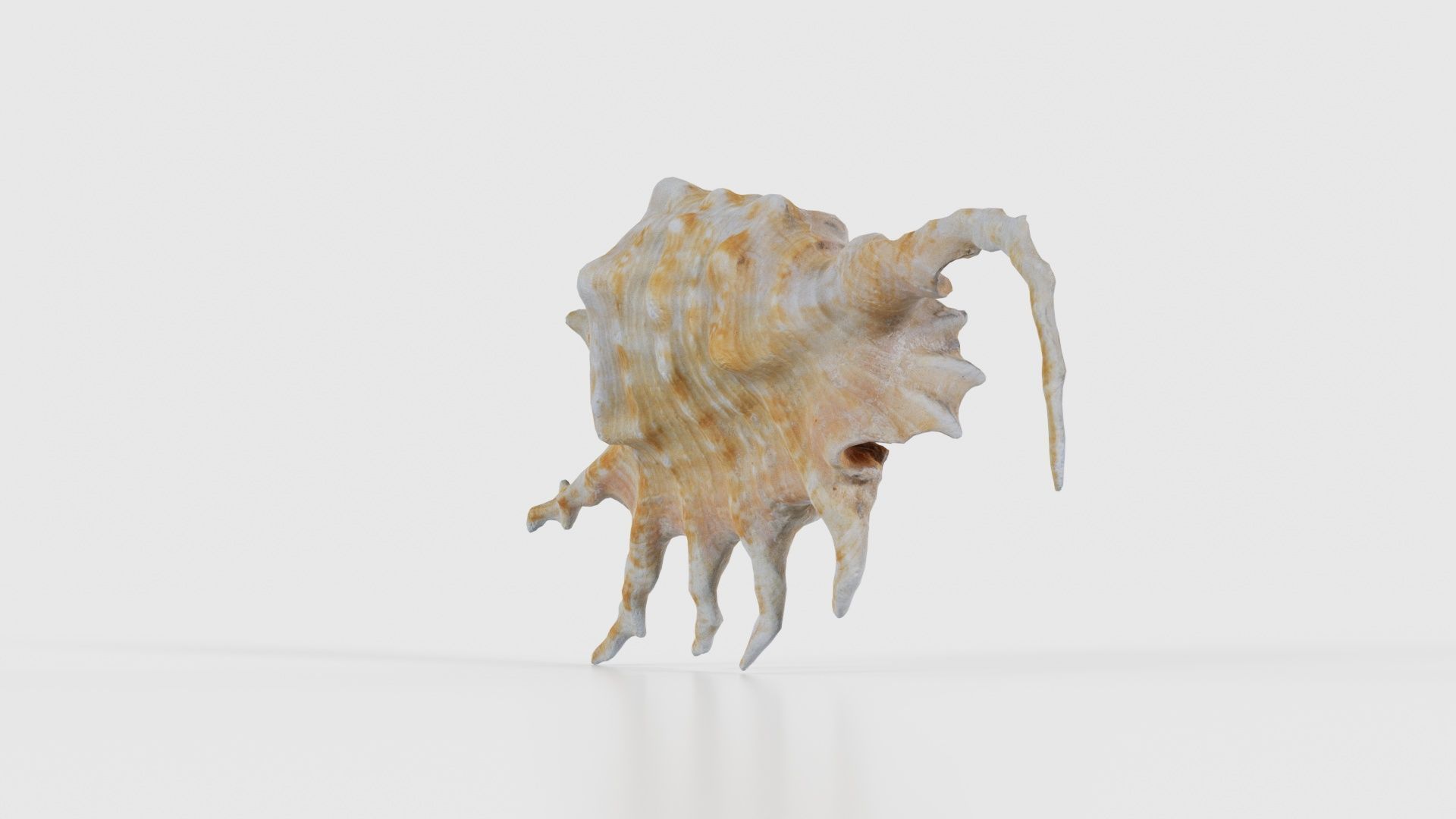 Strombidae Lambis Scorpius Indomaris Seashell Low-poly 3D model_19