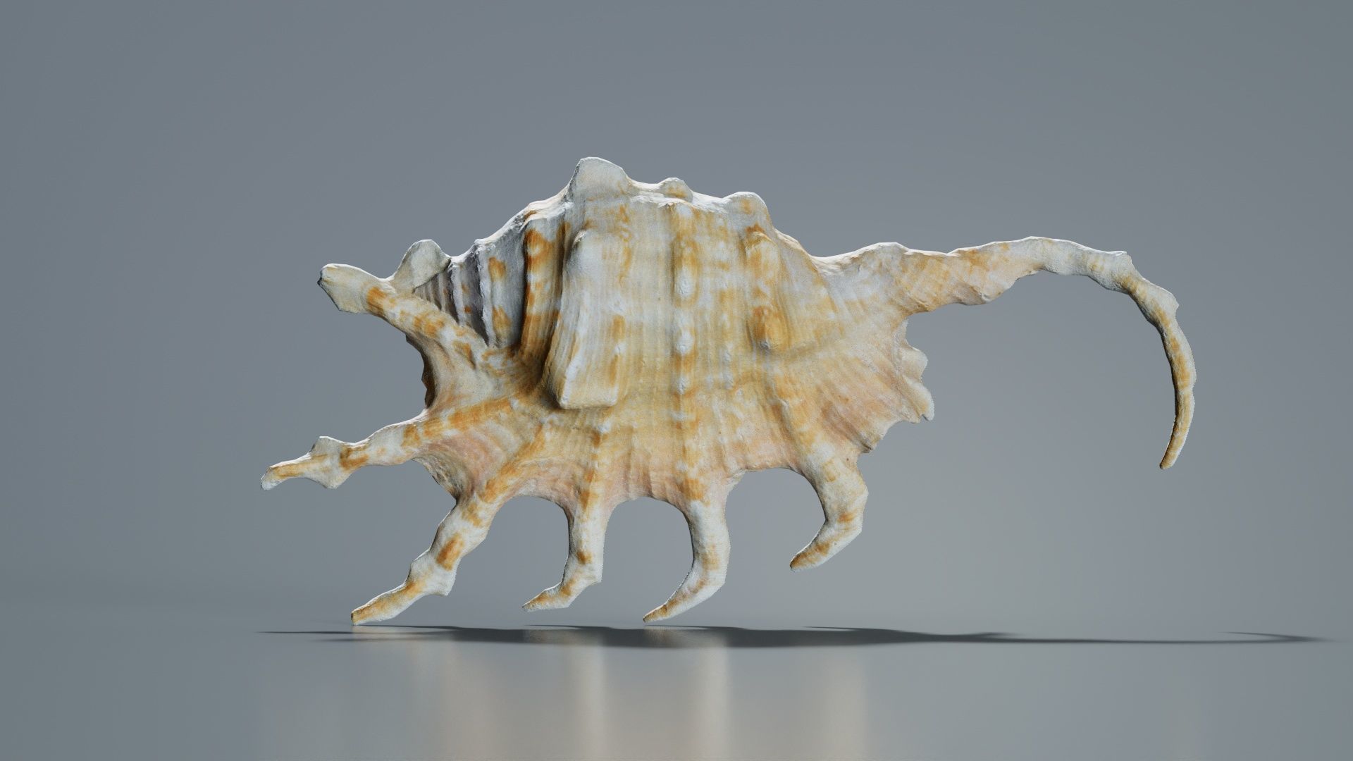 Strombidae Lambis Scorpius Indomaris Seashell Low-poly 3D model_4
