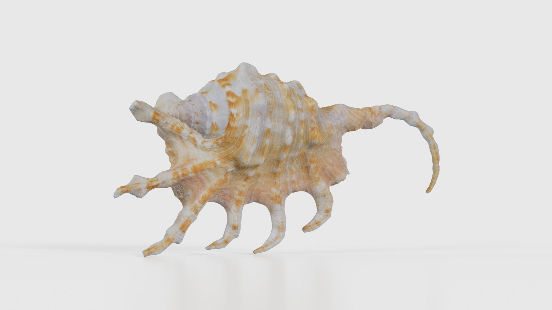 Strombidae Lambis Scorpius Indomaris Seashell Low-poly 3D model_22