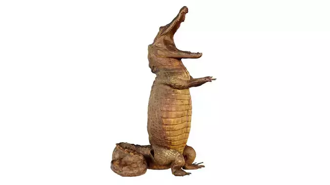 Crocodile Stand Low-poly 3D model