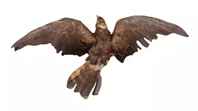 Asgraudief Hawk Low-poly 3D model