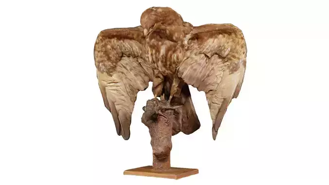Australasian Harrier Circus Approximans Low-poly 3D model