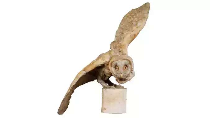 Barn Owl Tyto Alba Low-poly 3D model