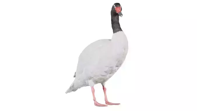 Black Necked Swan Cygnus Melancoryphus Low-poly 3D model