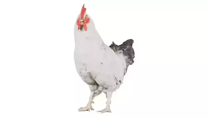 Brahma Rooster Low-poly 3D model