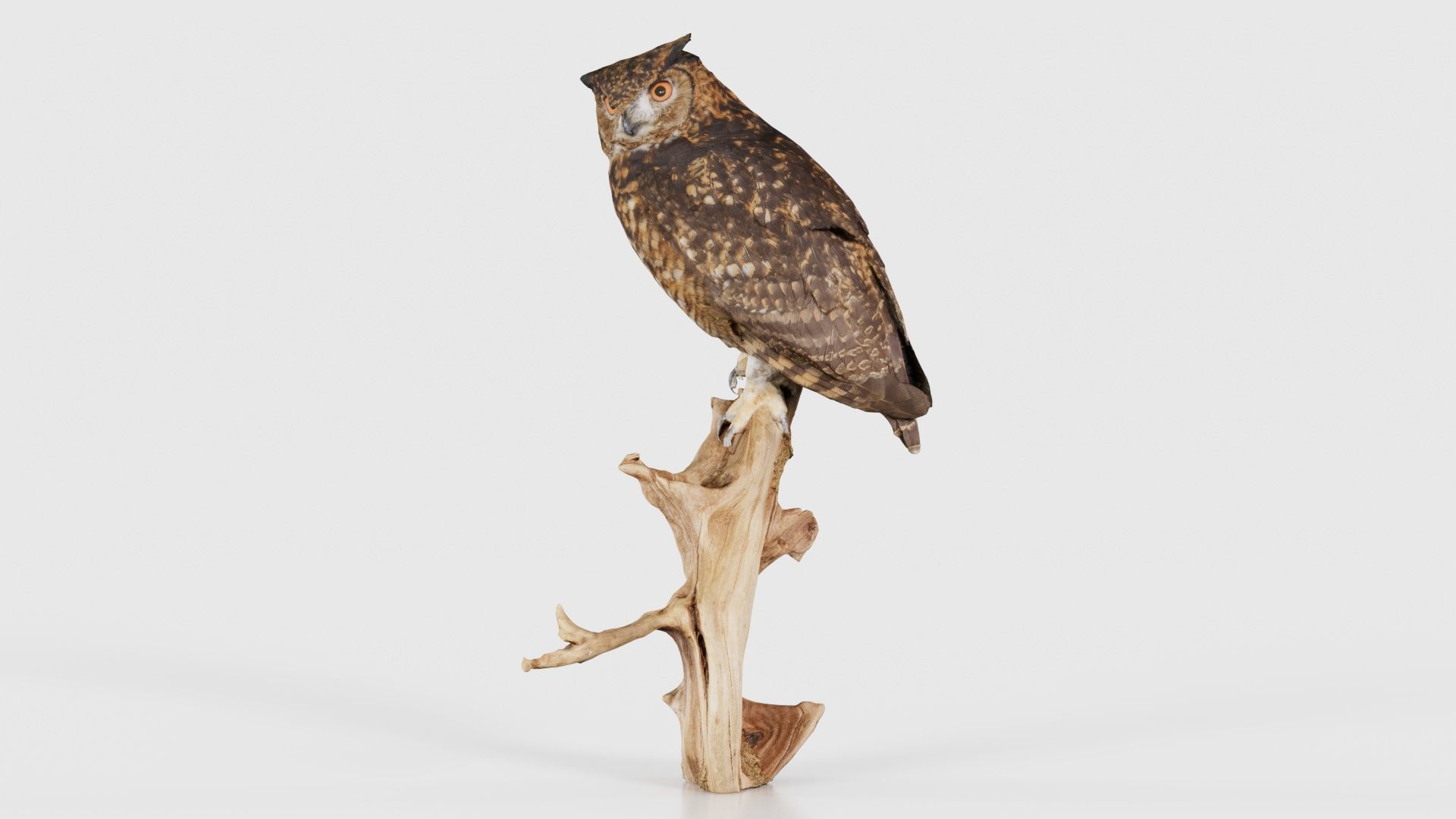 Cape Eagle Owl Bubo Capensis Strigidae Low-poly 3D model_26