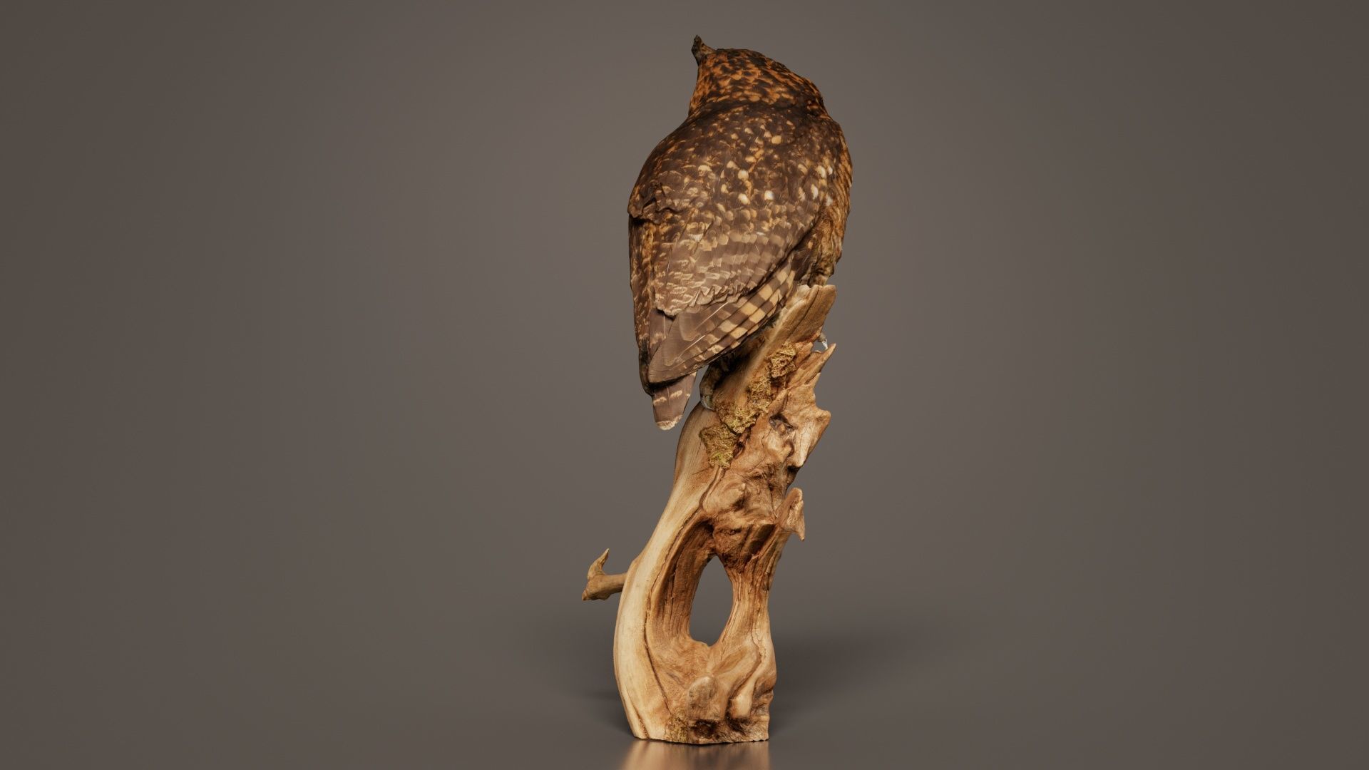 Cape Eagle Owl Bubo Capensis Strigidae Low-poly 3D model_2
