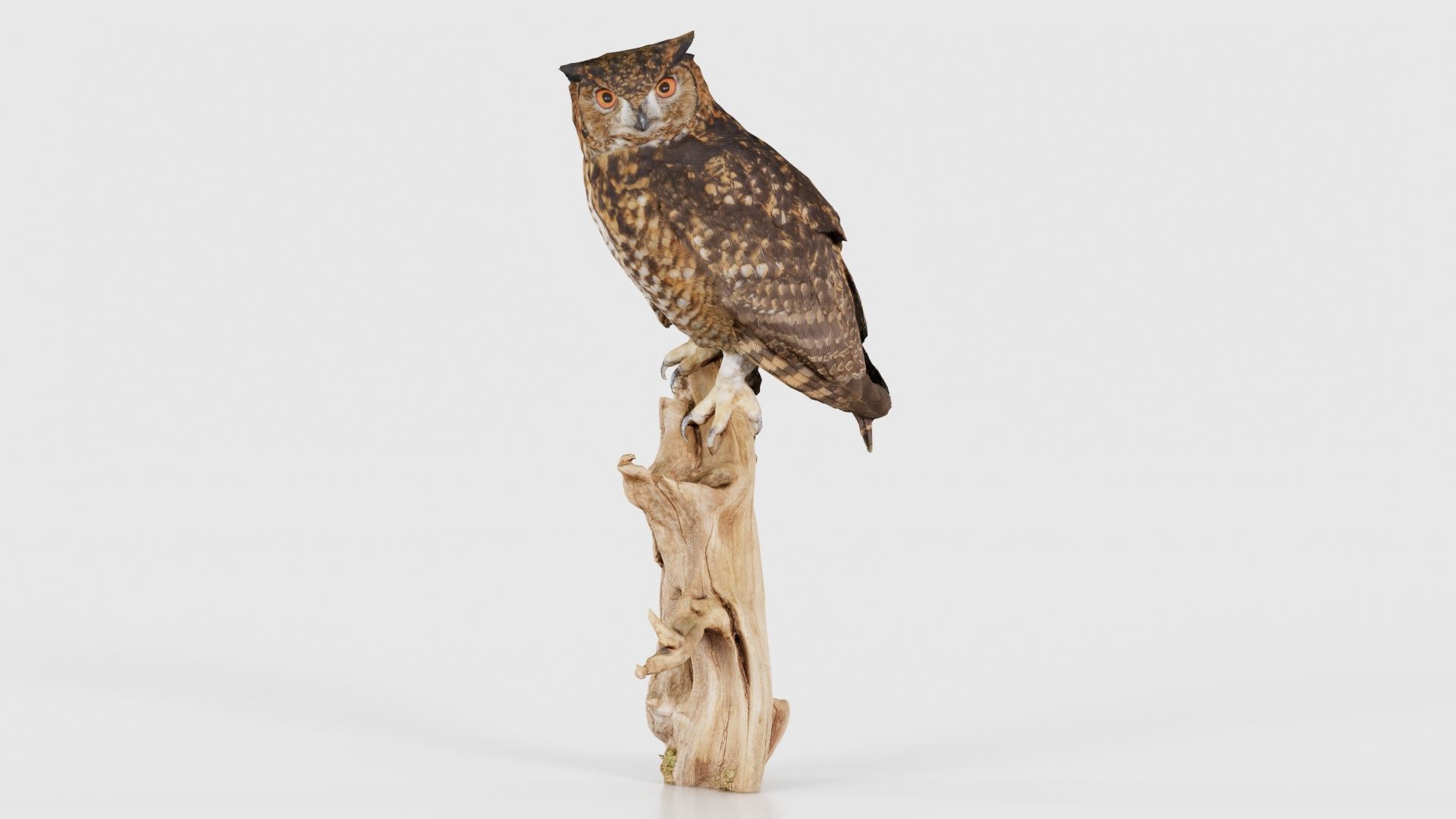 Cape Eagle Owl Bubo Capensis Strigidae Low-poly 3D model_15