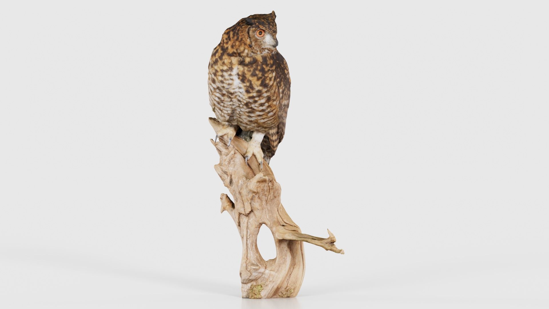 Cape Eagle Owl Bubo Capensis Strigidae Low-poly 3D model_17