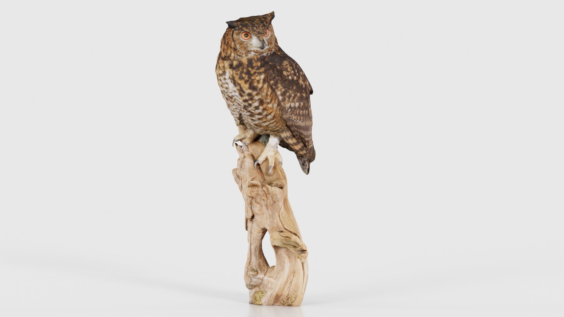 Cape Eagle Owl Bubo Capensis Strigidae Low-poly 3D model_16