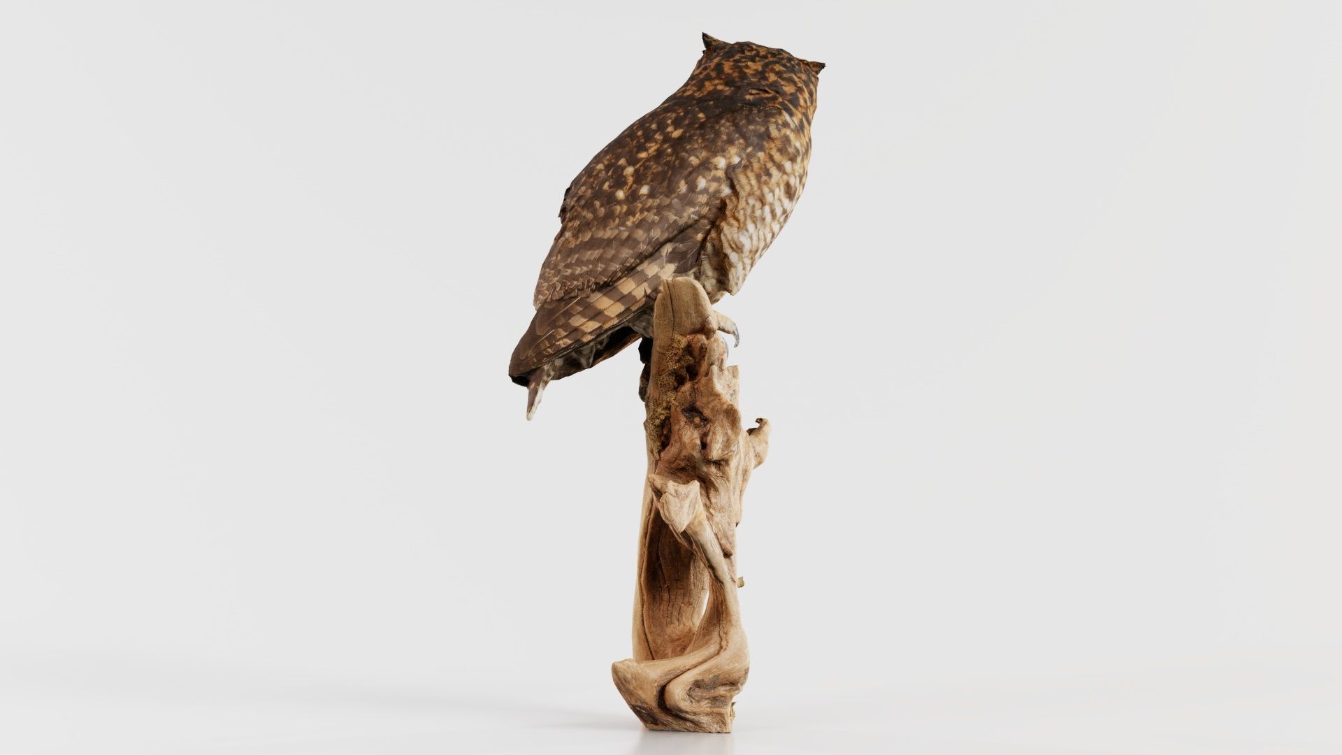 Cape Eagle Owl Bubo Capensis Strigidae Low-poly 3D model_8