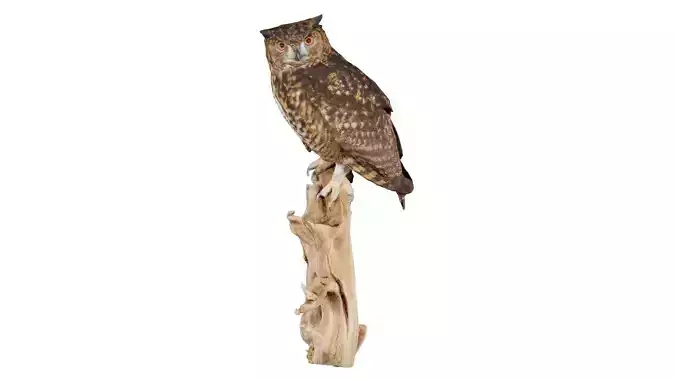 Cape Eagle Owl Bubo Capensis Strigidae Low-poly 3D model