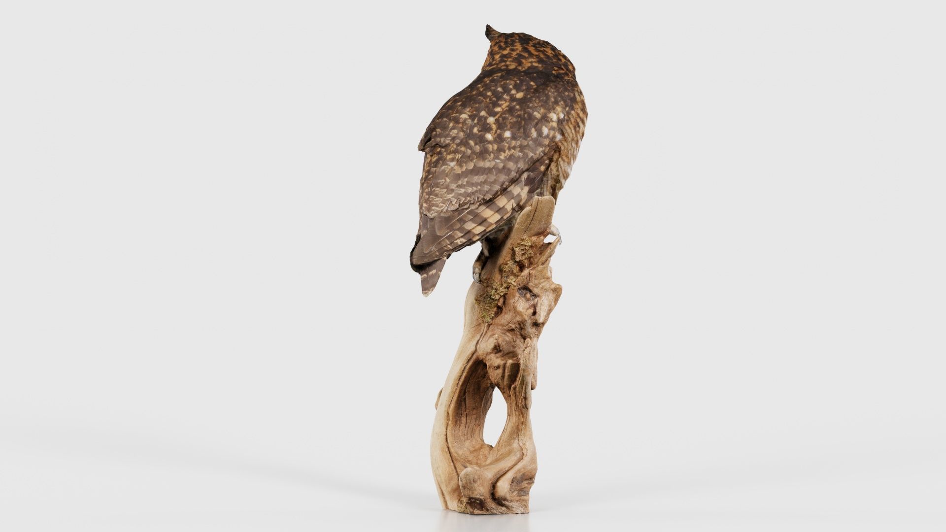 Cape Eagle Owl Bubo Capensis Strigidae Low-poly 3D model_22