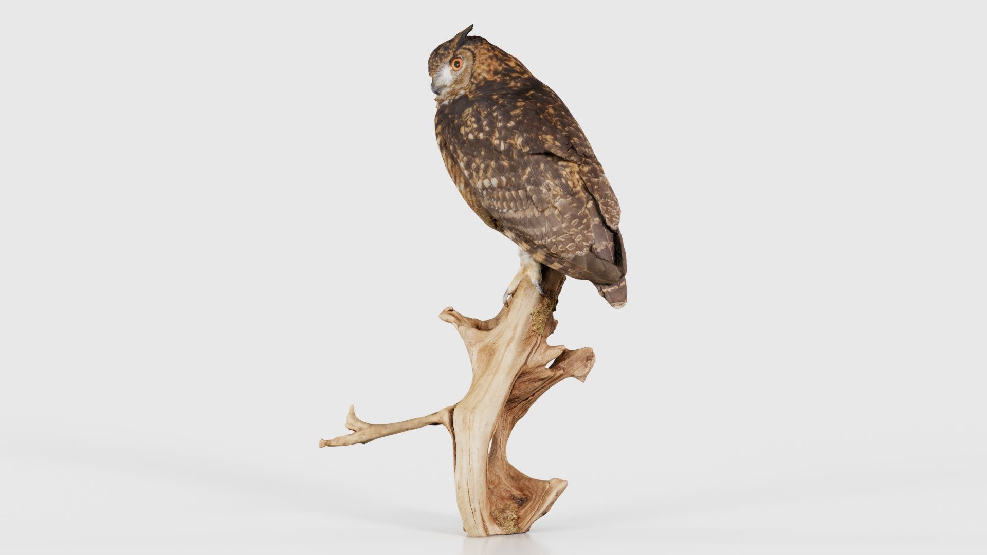 Cape Eagle Owl Bubo Capensis Strigidae Low-poly 3D model_25