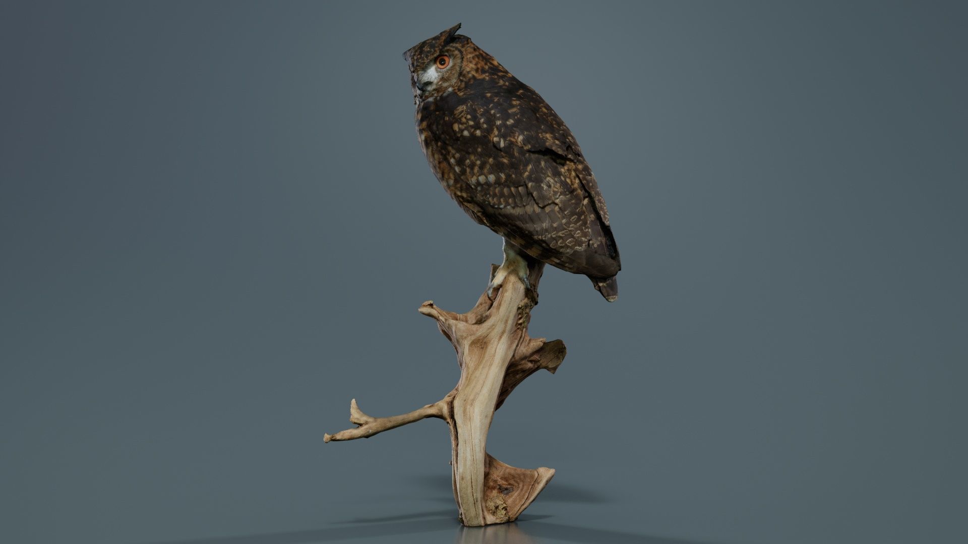 Cape Eagle Owl Bubo Capensis Strigidae Low-poly 3D model_7