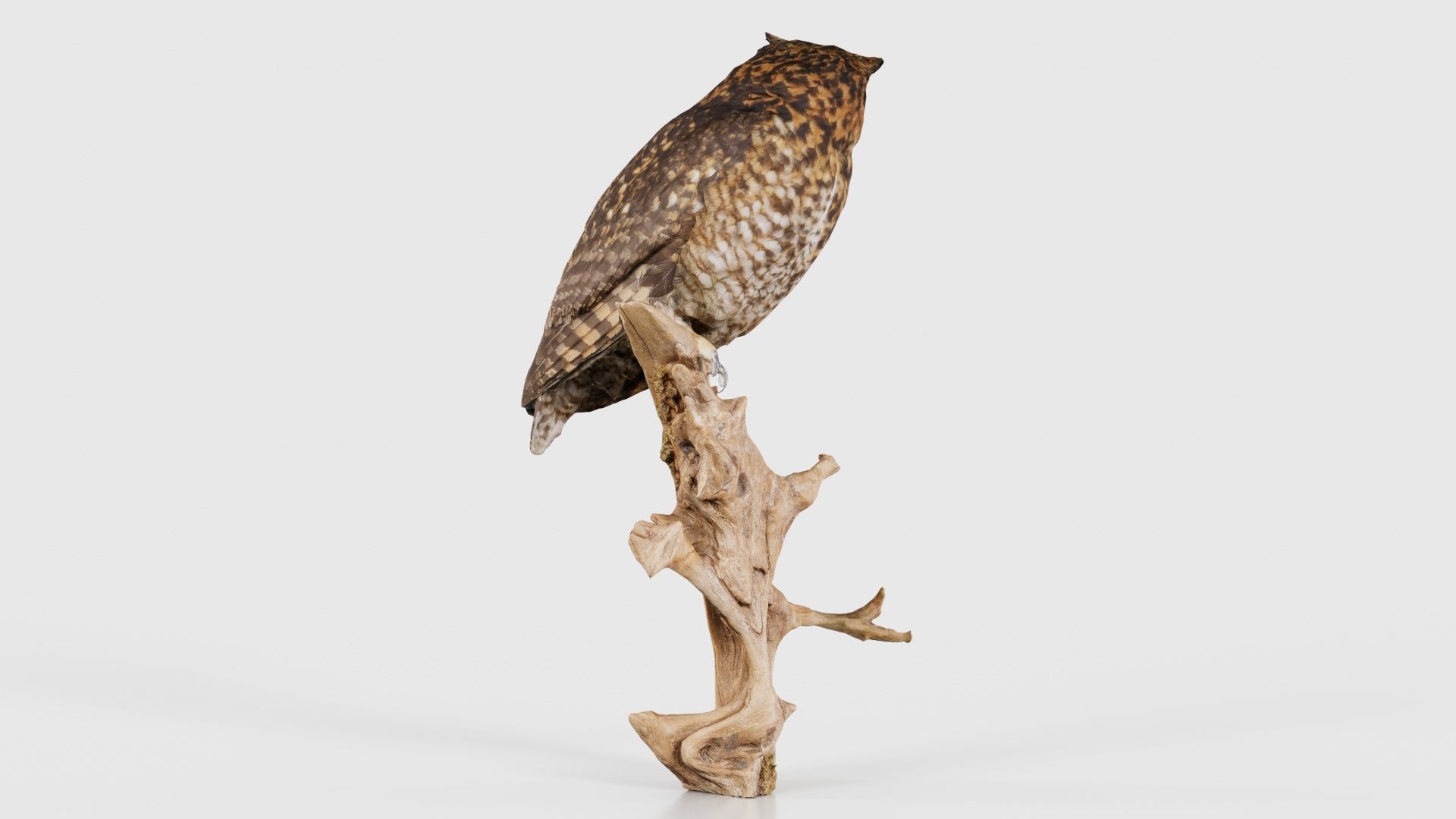 Cape Eagle Owl Bubo Capensis Strigidae Low-poly 3D model_20