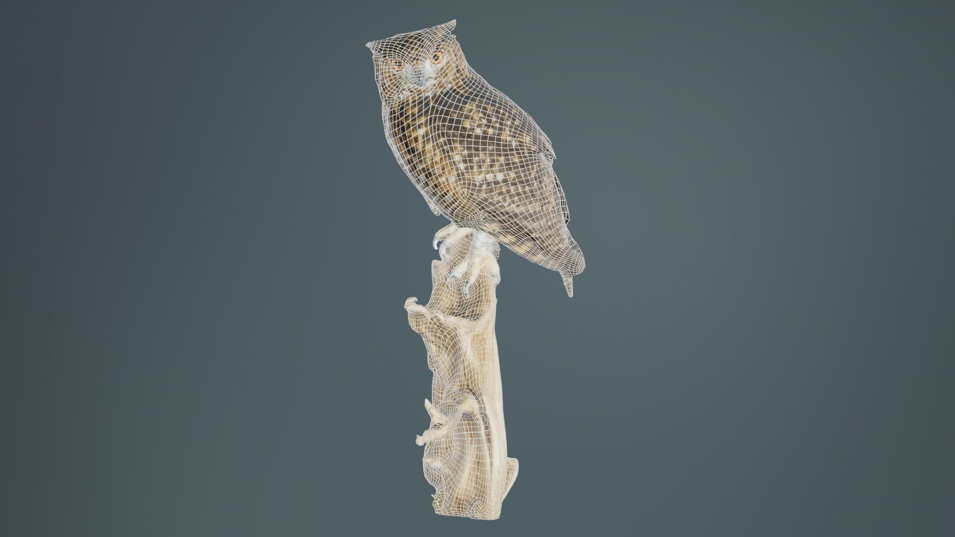 Cape Eagle Owl Bubo Capensis Strigidae Low-poly 3D model_9