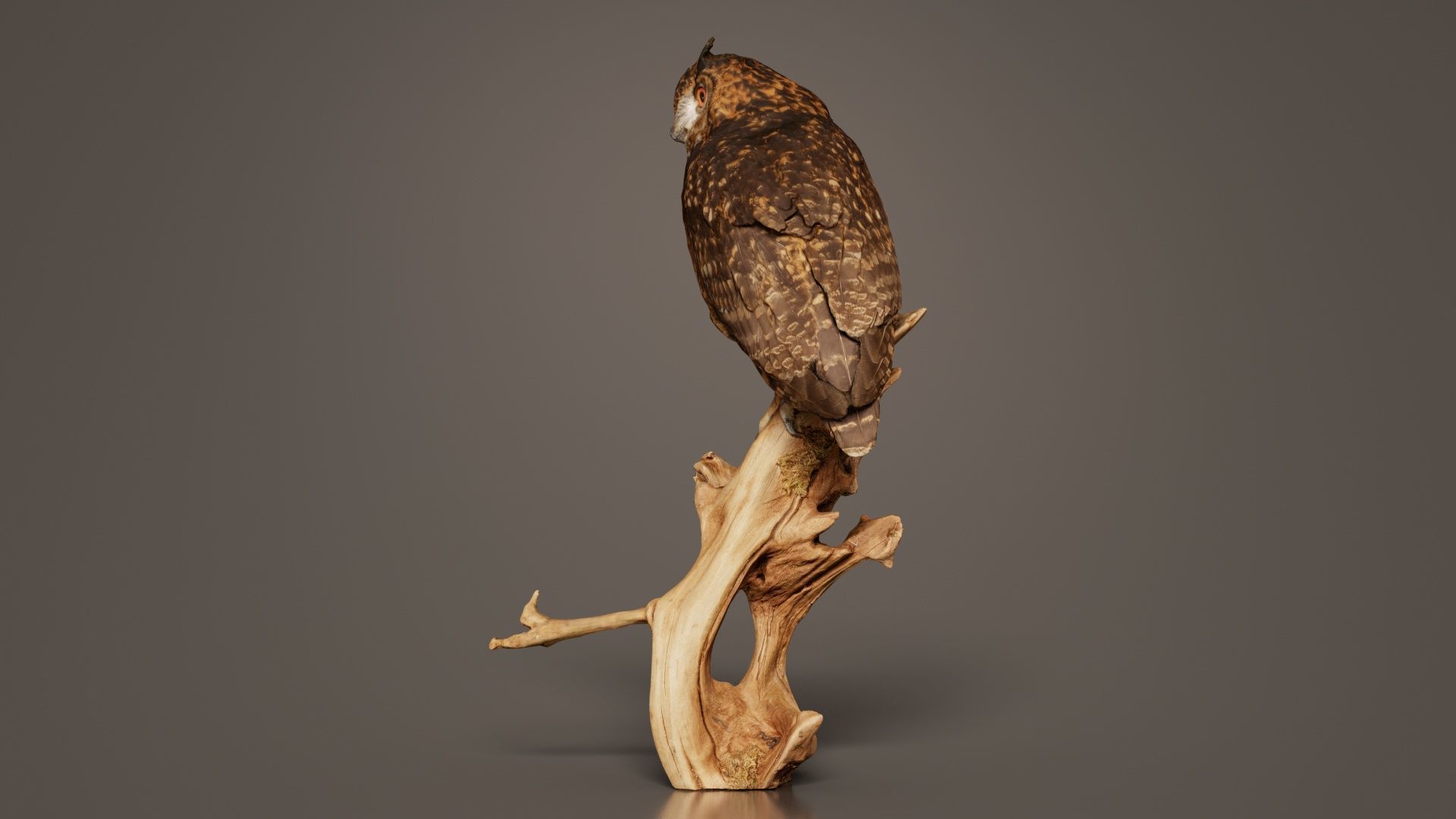 Cape Eagle Owl Bubo Capensis Strigidae Low-poly 3D model_6