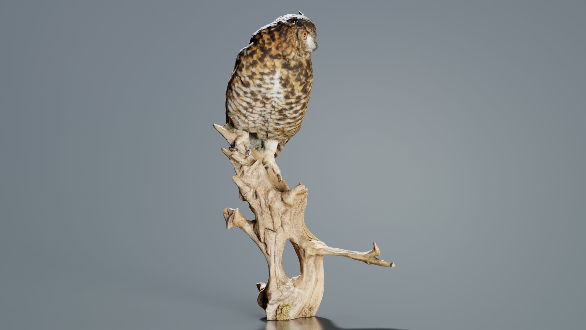 Cape Eagle Owl Bubo Capensis Strigidae Low-poly 3D model_5