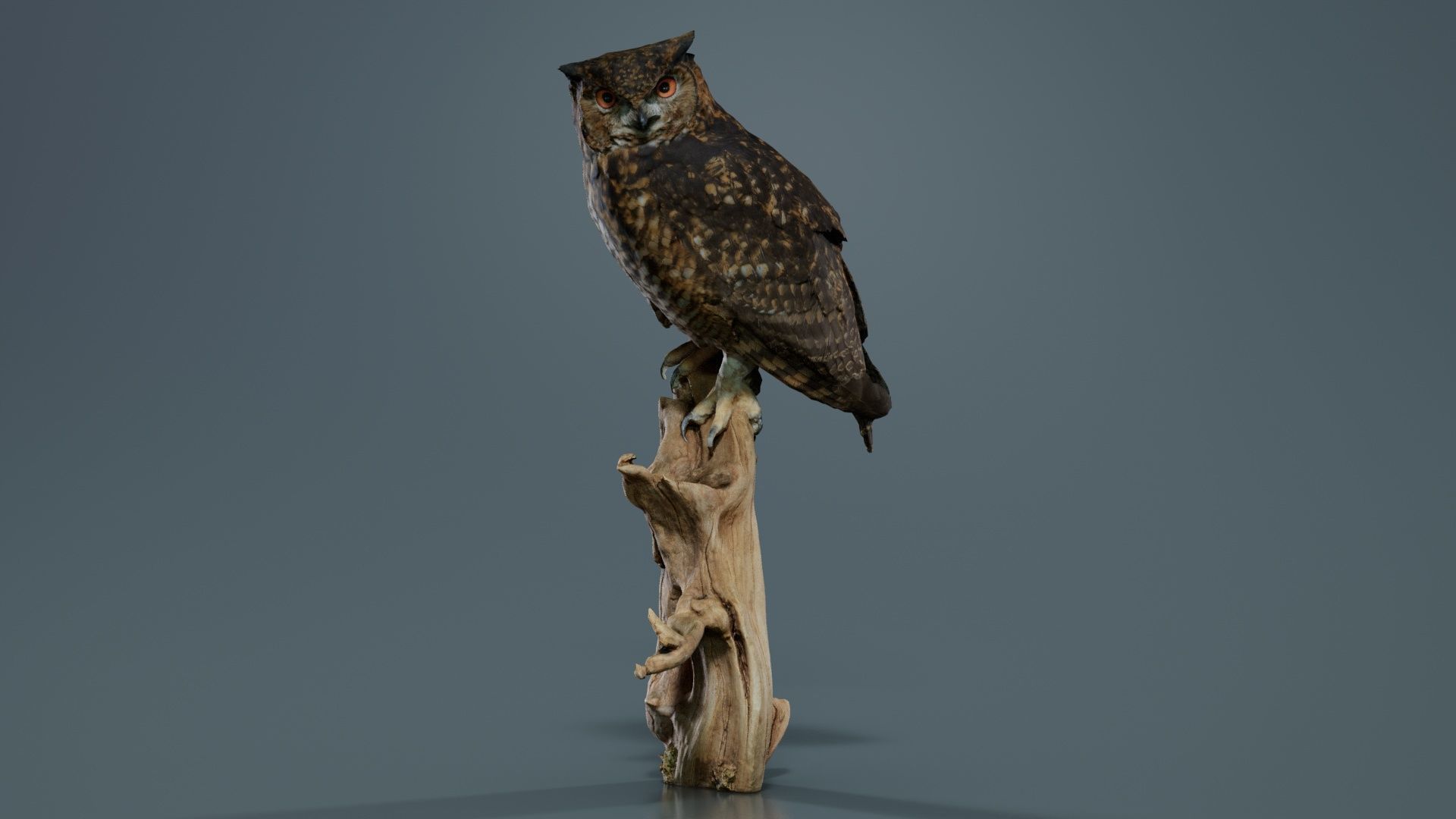 Cape Eagle Owl Bubo Capensis Strigidae Low-poly 3D model_1
