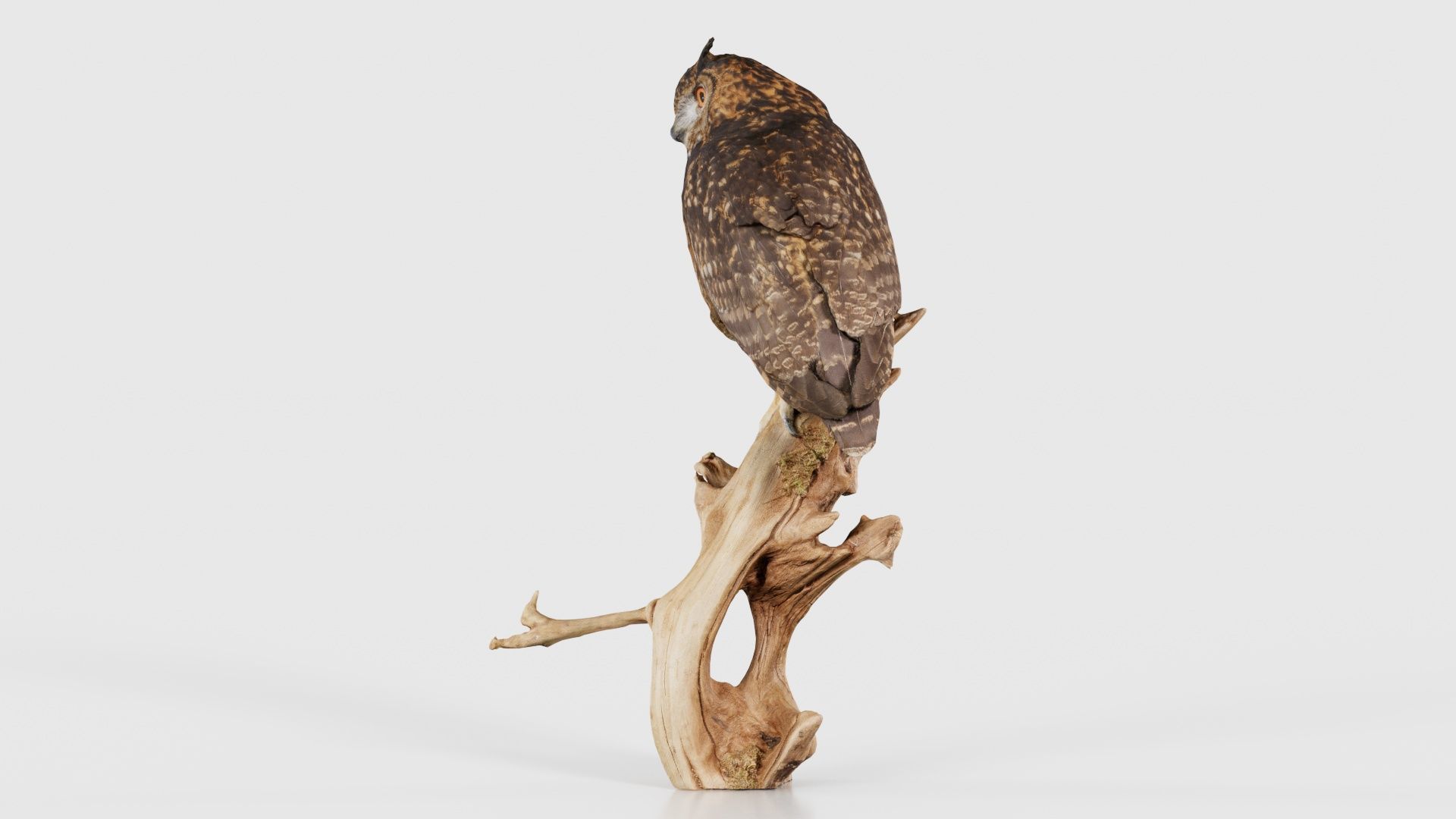 Cape Eagle Owl Bubo Capensis Strigidae Low-poly 3D model_24