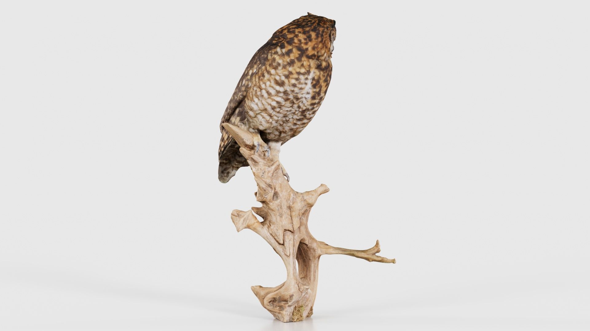 Cape Eagle Owl Bubo Capensis Strigidae Low-poly 3D model_19