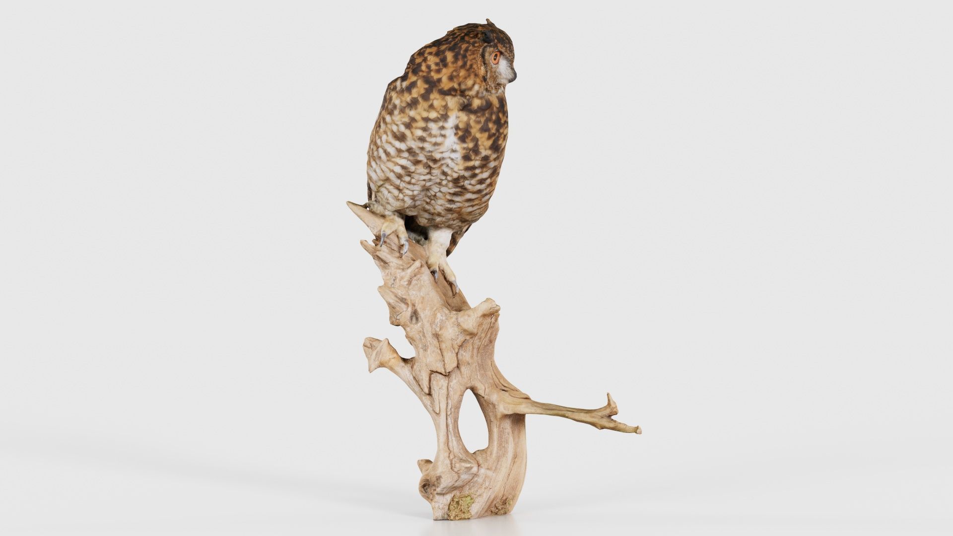 Cape Eagle Owl Bubo Capensis Strigidae Low-poly 3D model_18