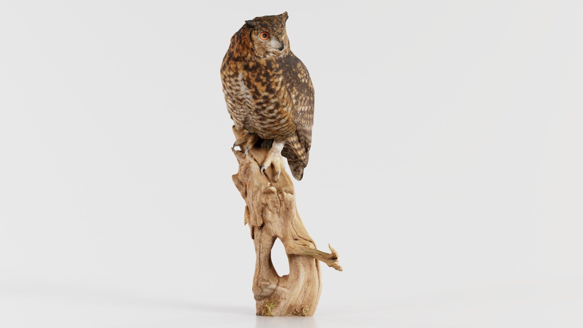Cape Eagle Owl Bubo Capensis Strigidae Low-poly 3D model_3
