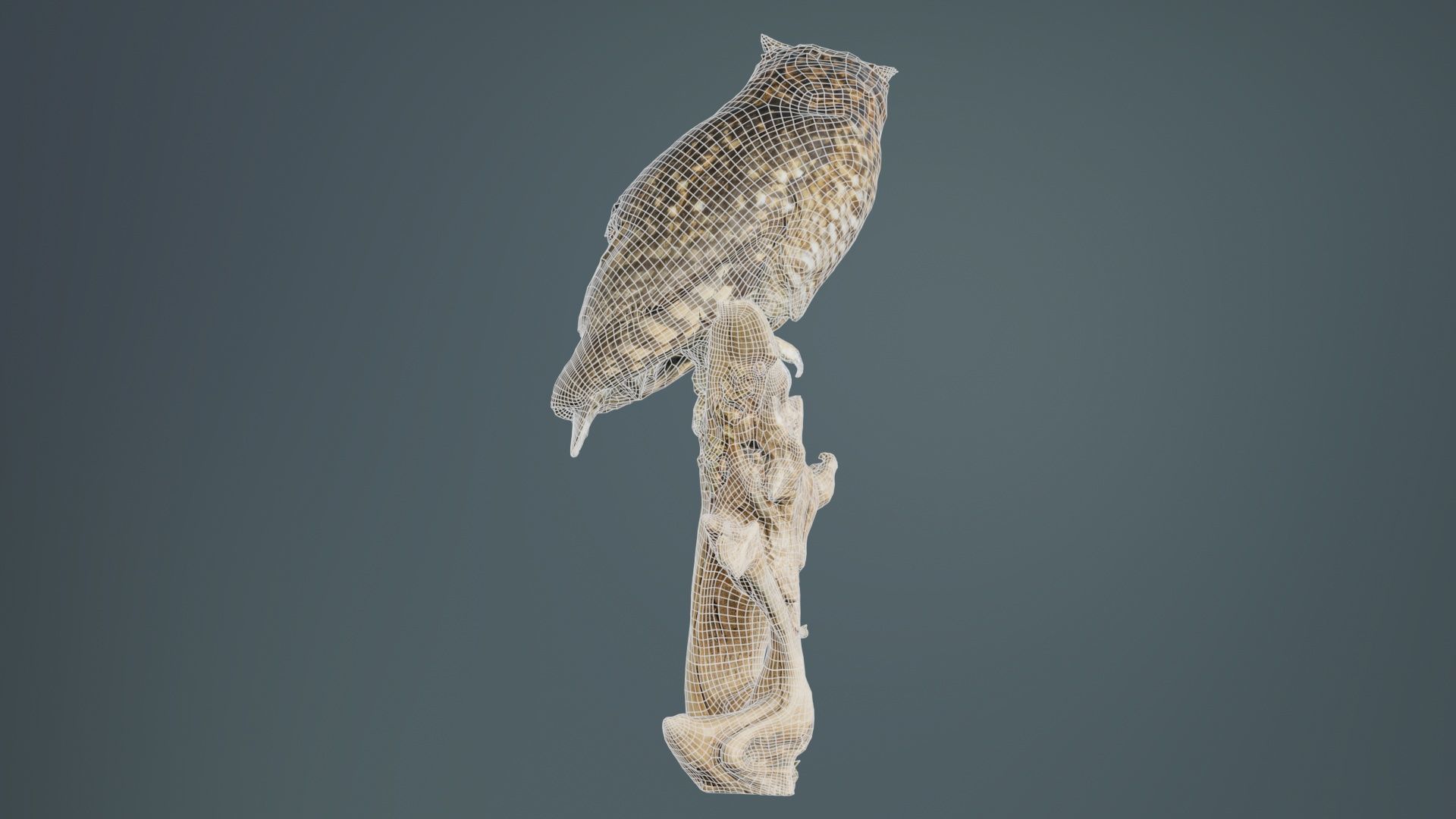 Cape Eagle Owl Bubo Capensis Strigidae Low-poly 3D model_10
