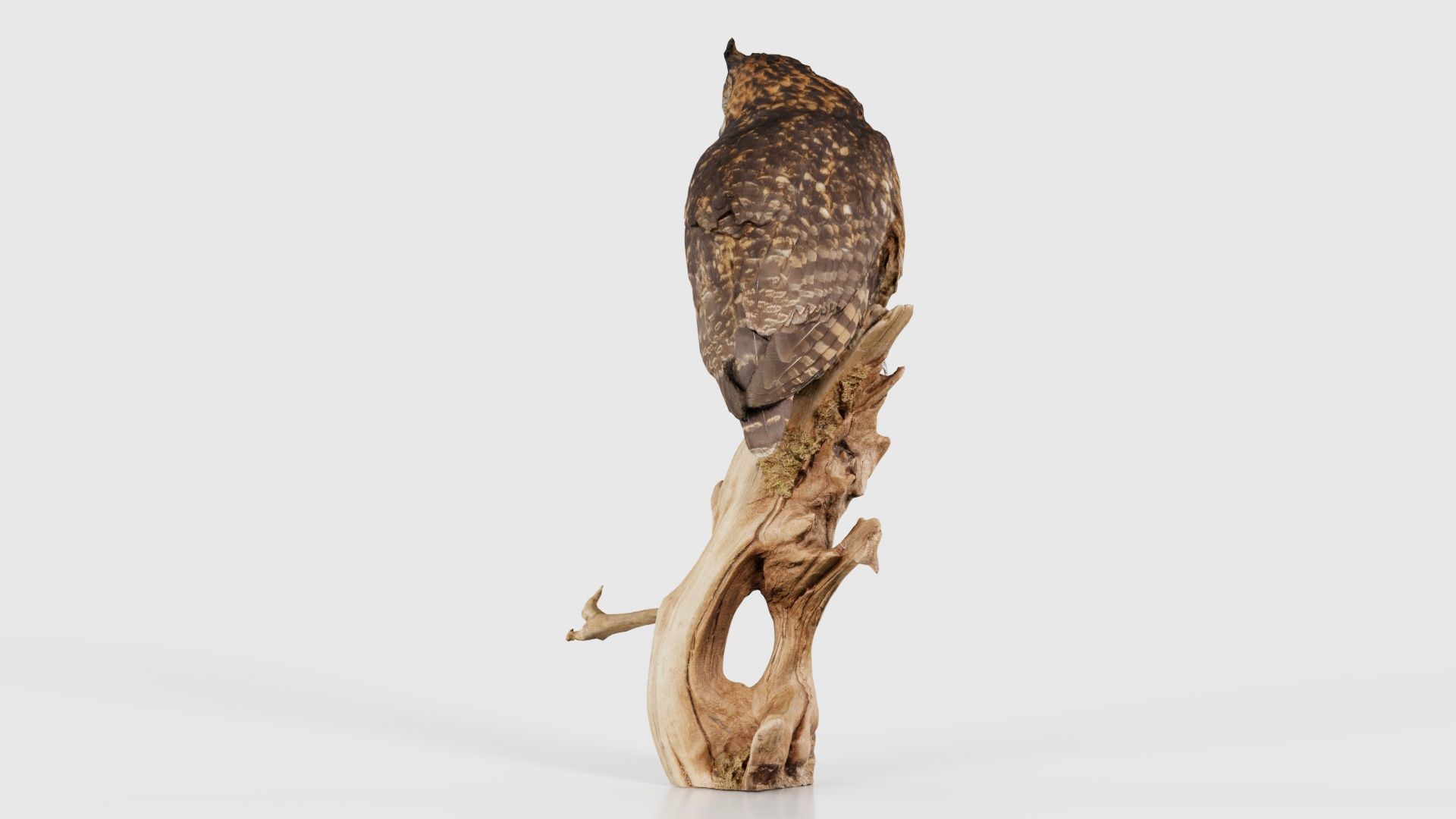 Cape Eagle Owl Bubo Capensis Strigidae Low-poly 3D model_23