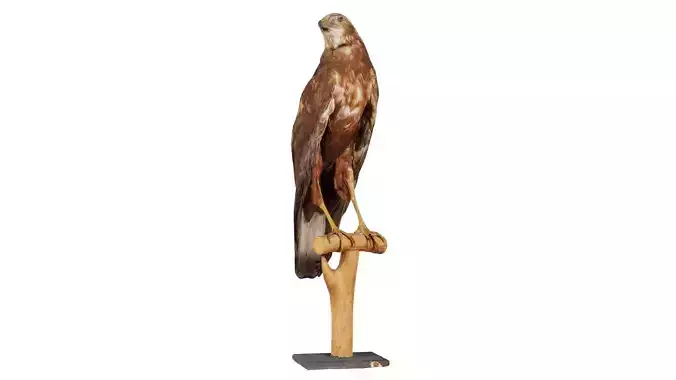Common Buzzard Buteo Buteo Low-poly 3D model