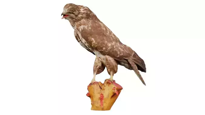 Common Buzzard Buteo Buteo 2 Low-poly 3D model