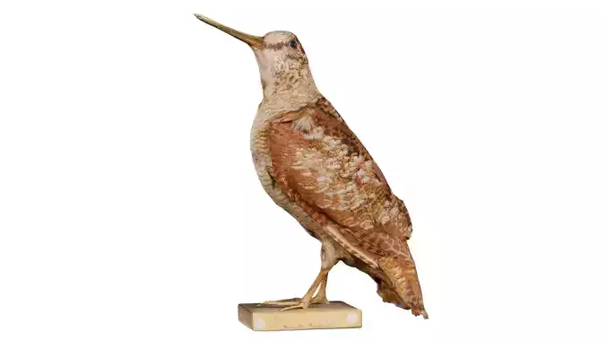 Common Snipe Gallinago Gallinago Low-poly 3D model
