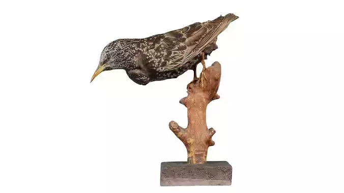 Common Starling Sturnus Vulgaris Low-poly 3D model