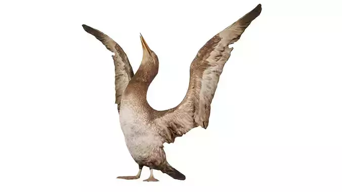 Cormorant Corvus Marinus Sea Raven Low-poly 3D model