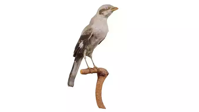 Daurian Starling Agropsar Sturninus Low-poly 3D model