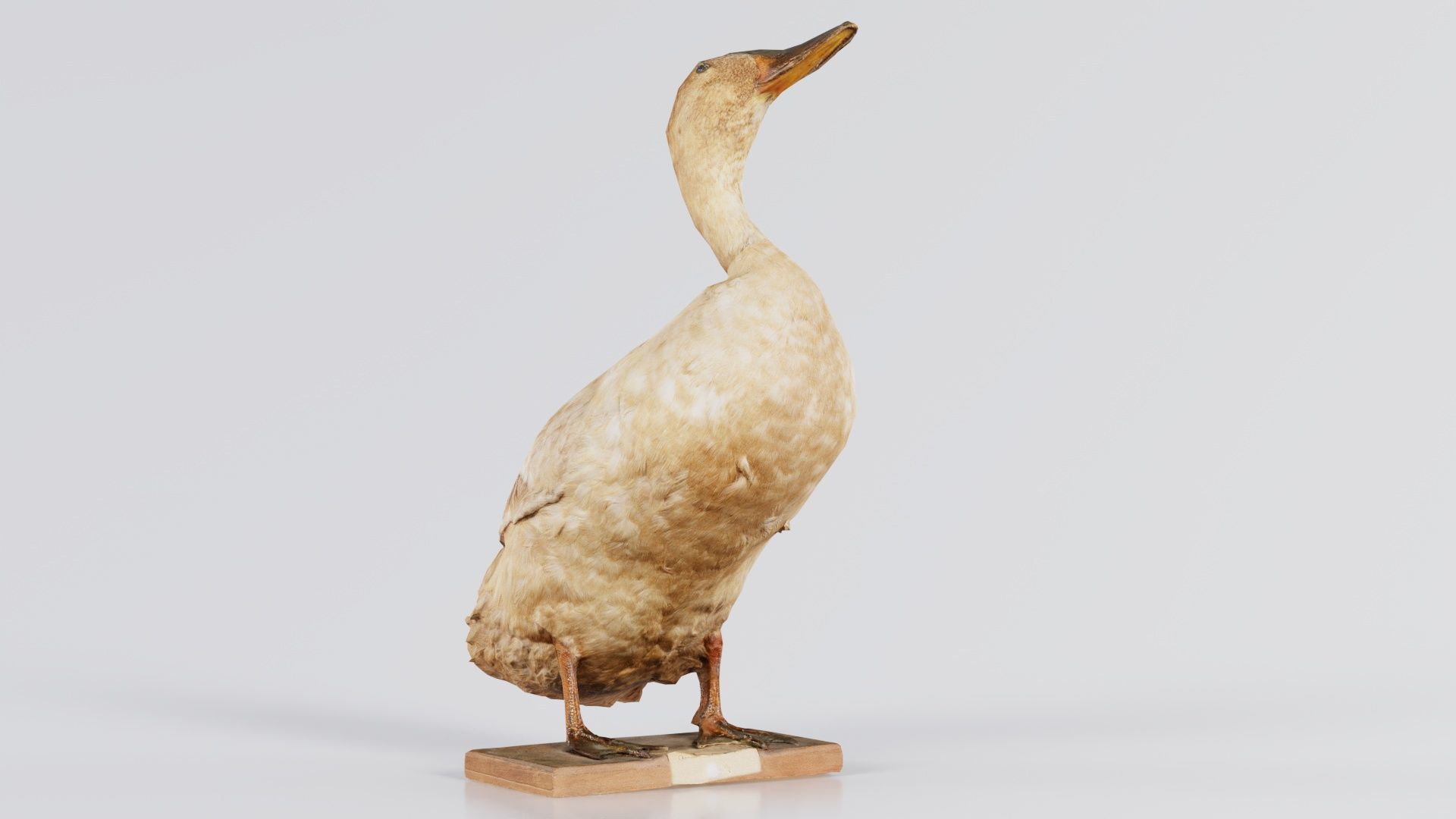 Duck Low-poly 3D model_6