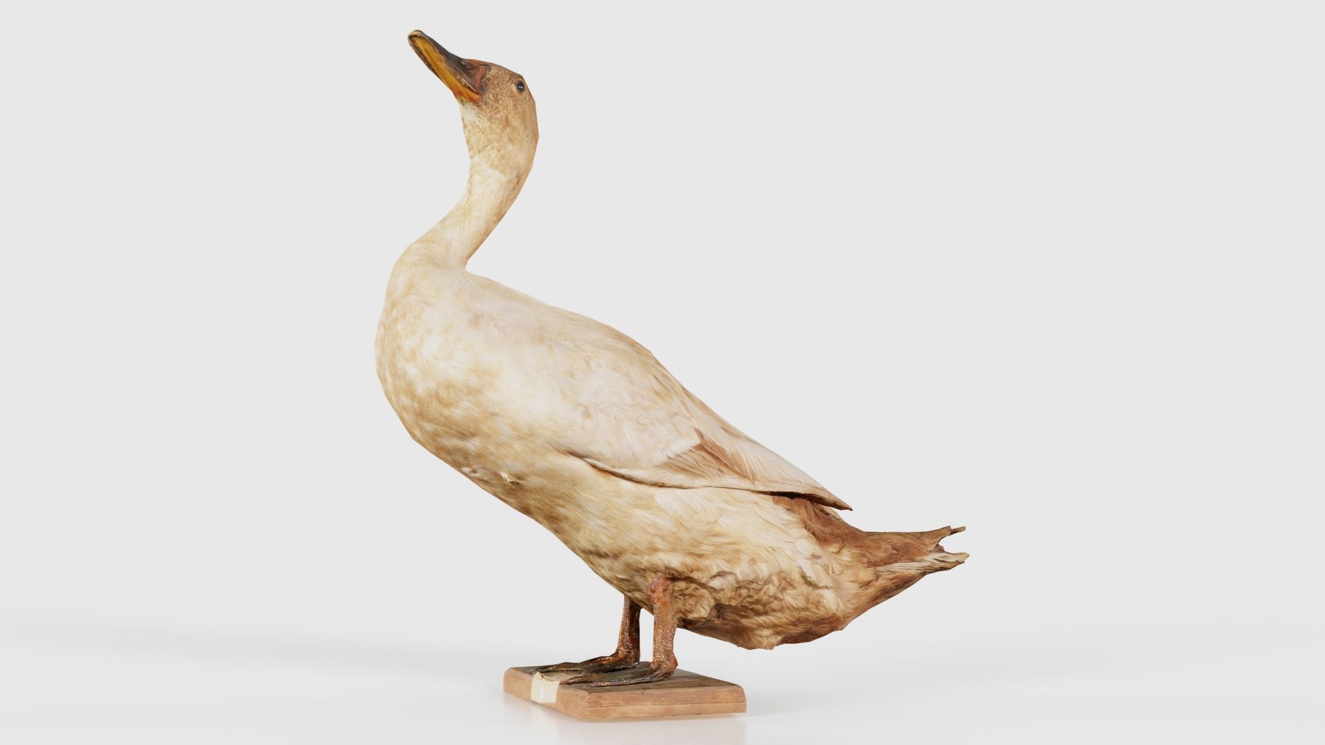 Duck Low-poly 3D model_16