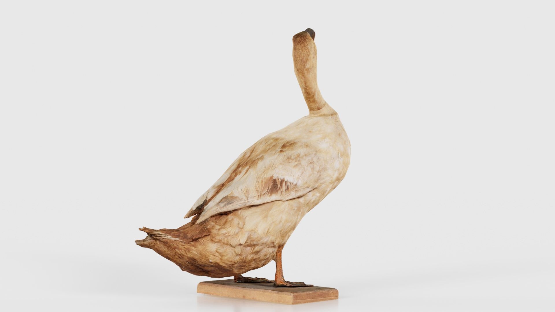 Duck Low-poly 3D model_23
