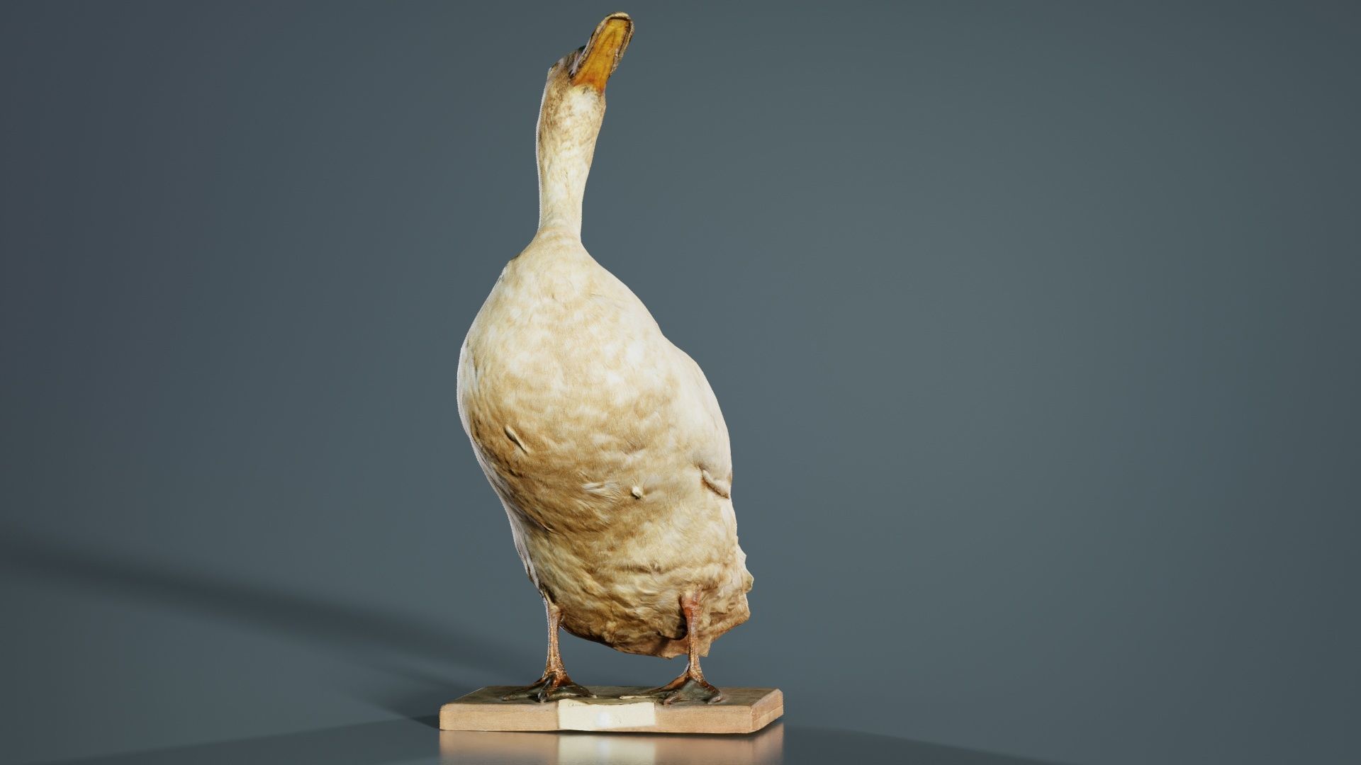Duck Low-poly 3D model_4