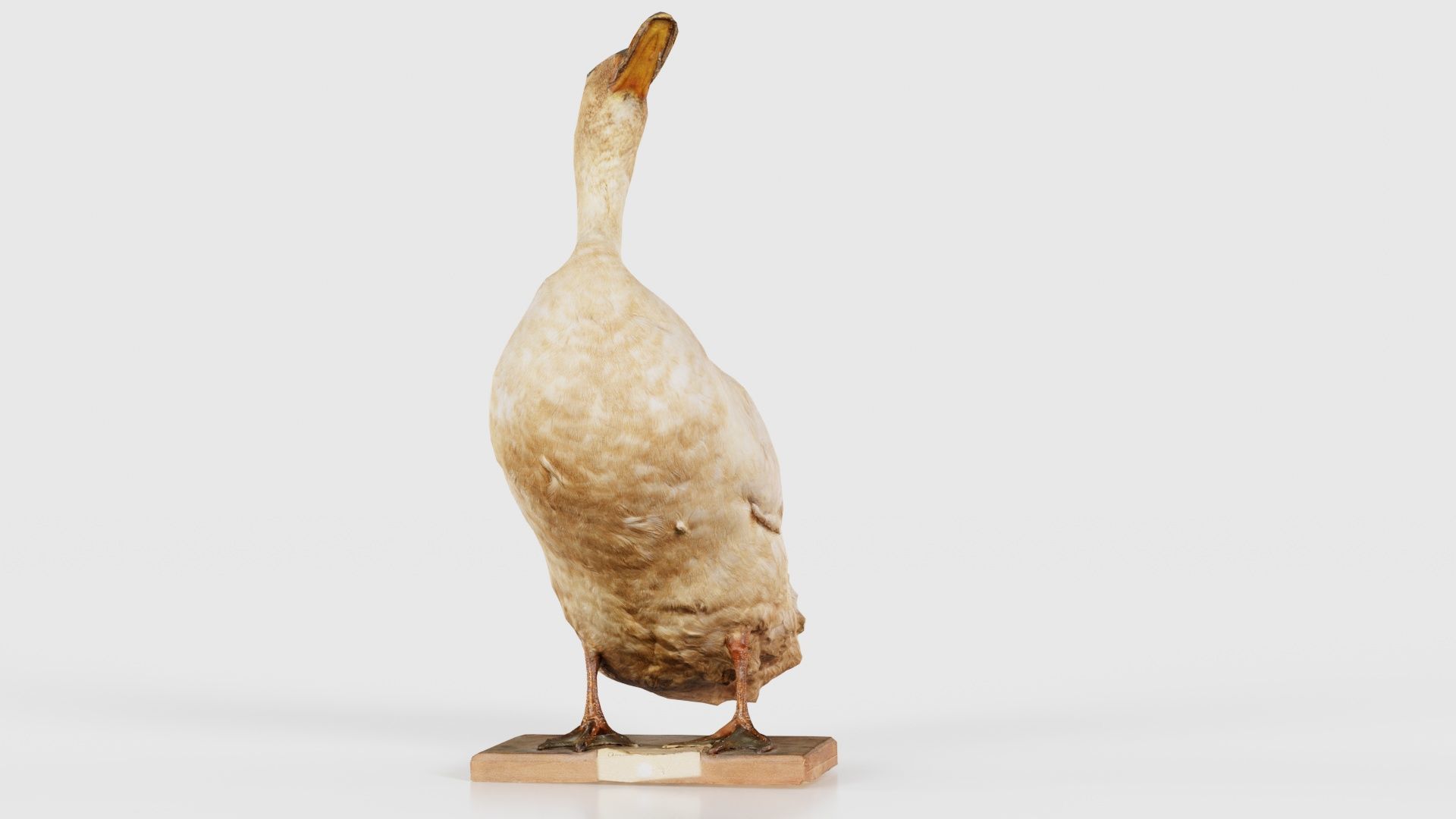 Duck Low-poly 3D model_18