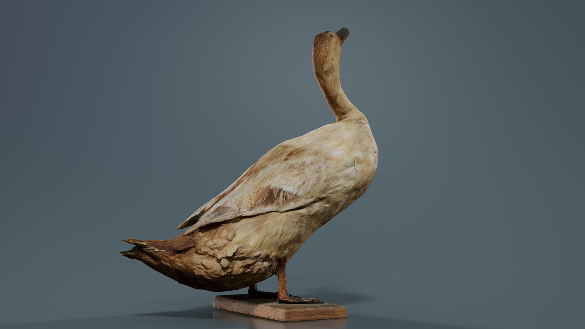 Duck Low-poly 3D model_1