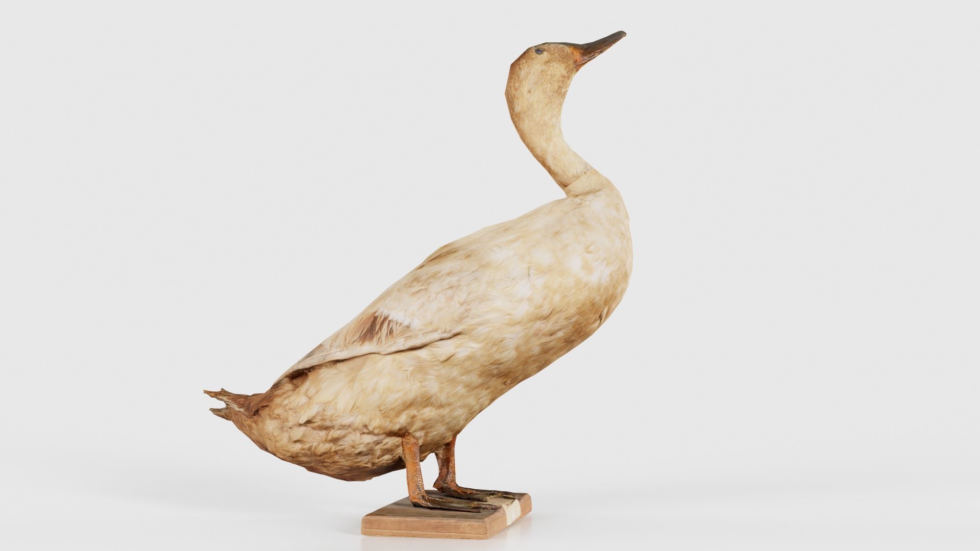 Duck Low-poly 3D model_21