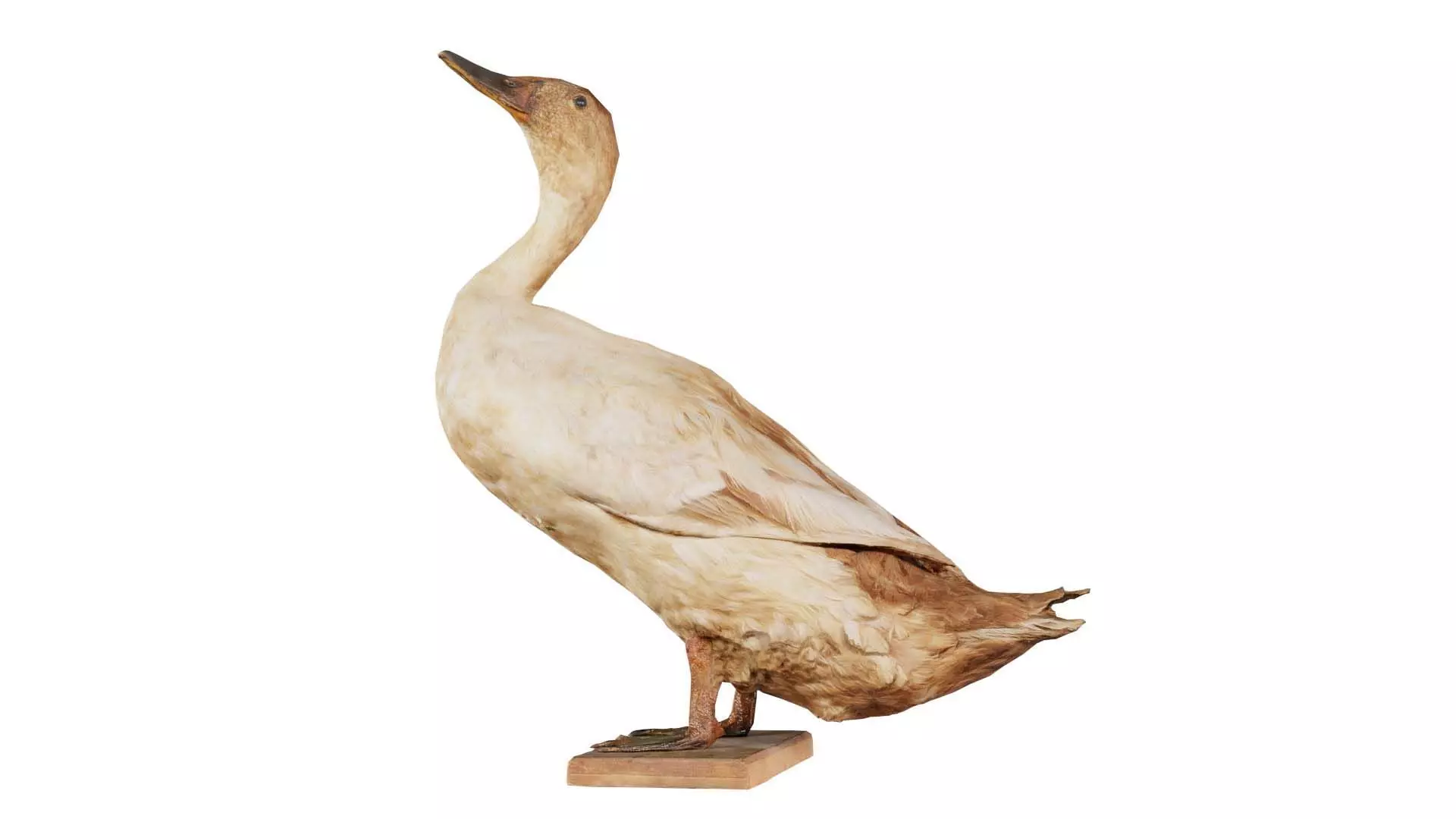 Duck Low-poly 3D model_0